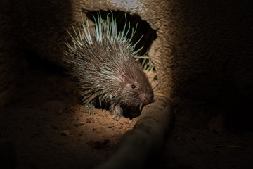 porcupine
