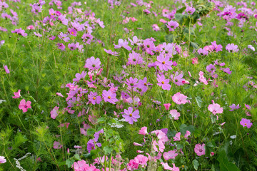 Meadow with beautiful flowers to use as a background.