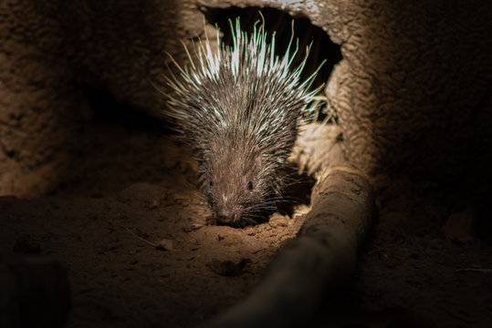 Hystricidae Bilder Durchsuchen 833 Archivfotos, und