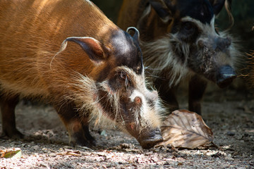 Fototapeta premium Red river hog