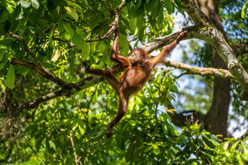 Fototapeta premium Wild orangutan in rainforest of Borneo, Malaysia. Orangutan mounkey in nature