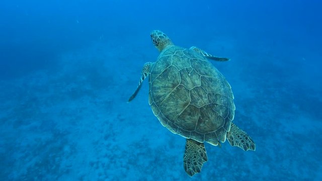 turtle underwater swim in blue water ocean scenery slow