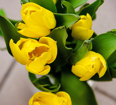 Bouquet Of Yellow Tulips Top View