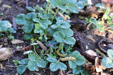 piantine di fragole biologiche in fioritura