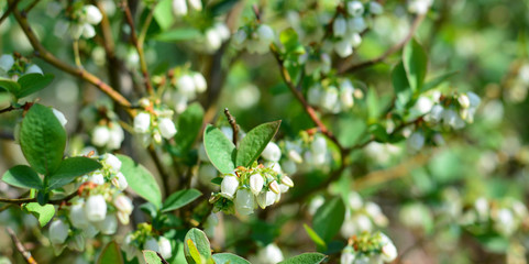 i fiori bianchi dei mirtilli neri