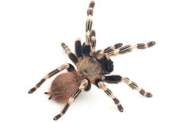 The Brazilian red and white tarantula (Nhandu chromatus) is a tarantula species that is native to...