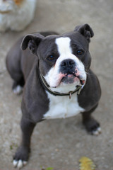 Olde English Bulldogge, Olde English Bulldog, Bulldog