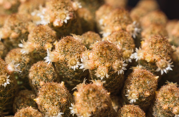 Selective focus on a flowering cactus with many branches