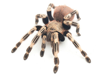 The Brazilian red and white tarantula (Nhandu chromatus) is a tarantula species that is native to...