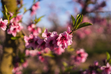 Selective focus on a flower of a cherry tree