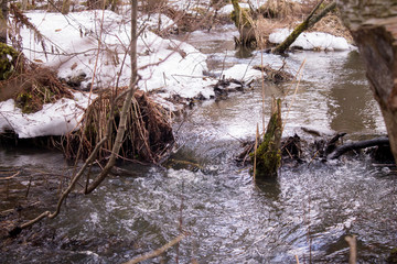 stream in the forest