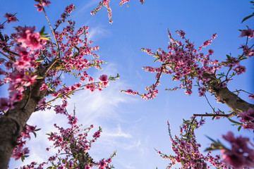 Cherry tree branches in bloom with blue sky in the background