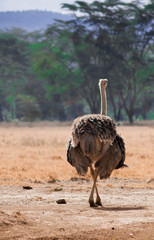 Ostrich in Nakuru