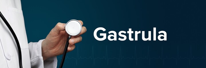 Gastrula. Arzt im Kittel hält Stethoskop. Das Wort Gastrula steht daneben. Symbol für Medizin,...