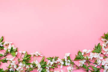 Fototapeta na wymiar cherry flowers on pink background. mockup with copy space