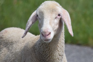 Lamb