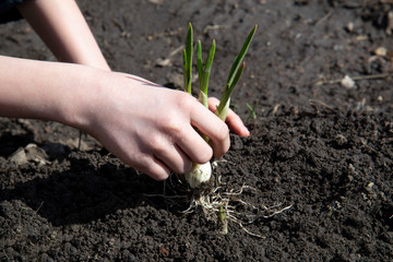  Hands of girl planting young green sprout of  garlic in garden.