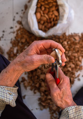 Top view of hands of an old man peeling almonds. Blur background with shells and bag full of almonds.