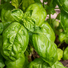 Potted basil plant close up outdoor