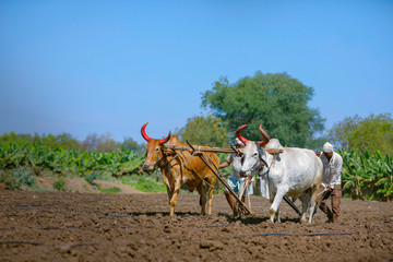 young indian farmer plowing at field