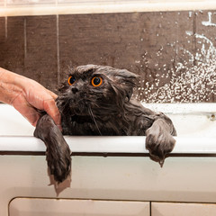 Funny wet british cat with bright orange eyes takes a shower. Pet Hygiene Concept. Wet, angry cat.