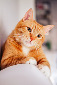 Funny ginger cat looking at the camera. Cat at home