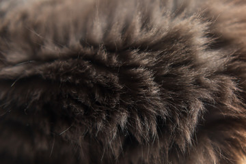 texture background made of fur. rabbit fur gray. gray fur