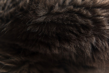 texture background made of fur. rabbit fur gray. gray fur
