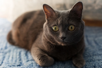 Fototapeta na wymiar a grey cat is lying on a blue carpet. domestic cat ash-colored. British breed cat