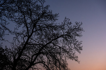 Obraz na płótnie Canvas Silhouette of branches at sunset