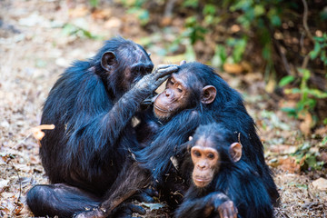 Tras los pasos de Jane Goodall en Gombe