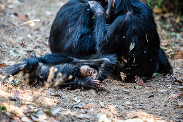 Tras los pasos de Jane Goodall en Gombe