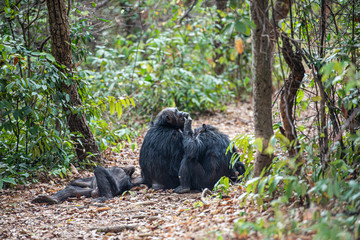 Tras los pasos de Jane Goodall en Gombe