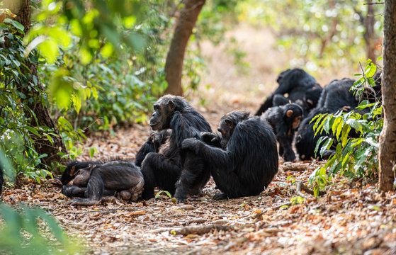 Tras los pasos de Jane Goodall en Gombe