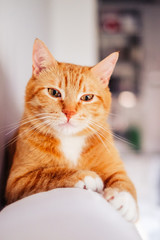Angry ginger cat looking at the camera. Cute cat at home