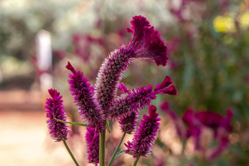flor com fundo desfocado linda