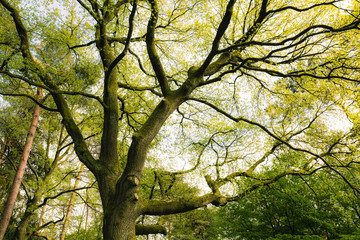 Obraz premium Oak tree in Springtime