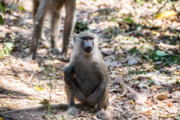 Naklejka premium Tras los pasos de Jane Goodall en Gombe