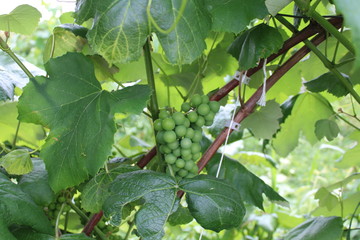 Winnica
