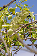 Europäisches Chamäleon (Chamaeleo chamaeleon) klettert in einem Mandelbaum - Murcia, Spanien / Mediterranean chameleon climbing in an almond tree - Murcia, Spain © bennytrapp
