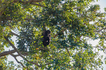 Tras los pasos de Jane Goodall en Gombe