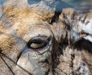 Oko jelenia. Sarny i jelenie w naturalnym srodowisku.  Dzikie zwierzeta z bliska.  Dzika przyroda z bliska. Mlode i dorosle jeleni i sarny. Wypoczynek zwierzat.  Mlody daniel. © ff25