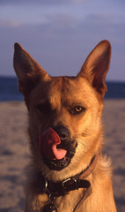 Camargue et Haute-Savoie