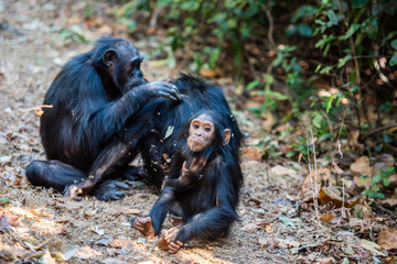 Tras los pasos de Jane Goodall en Gombe