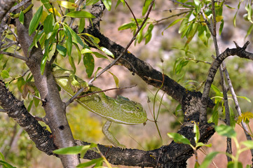 Mediterranean chameleon (Chamaeleo chamaeleon) climbing in an almond tree - Murcia, Spain / Europäisches Chamäleon  klettert in einem Mandelbaum - Murcia, Spanien © bennytrapp
