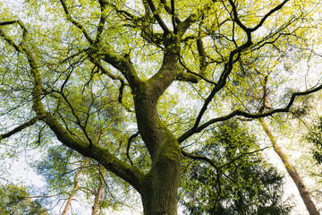 Oak tree in Springtime
