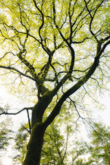 Oaktree,Oak,Tree,Branches,NAtur,Spring,Springtime,Green