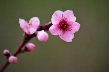 Fleurs roses de pêcher sur fond vert avec quelques bourgeons au printemps