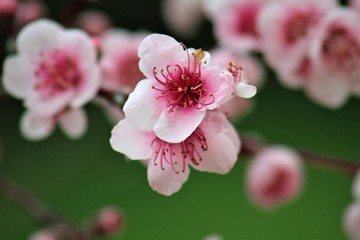 Fleurs roses de pêcher sur fond vert avec quelques bourgeons au printemps