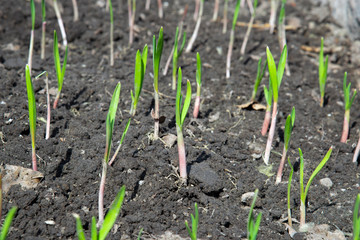 Young green sprouts of garlic in spring garden.